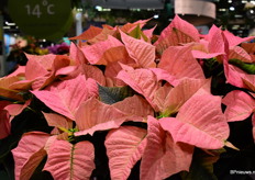 De Poinsettia Super Star (to be) van Beekenkamp werd ook alvast getoond op de beurs en is over een aantal jaar beschikbaar.
